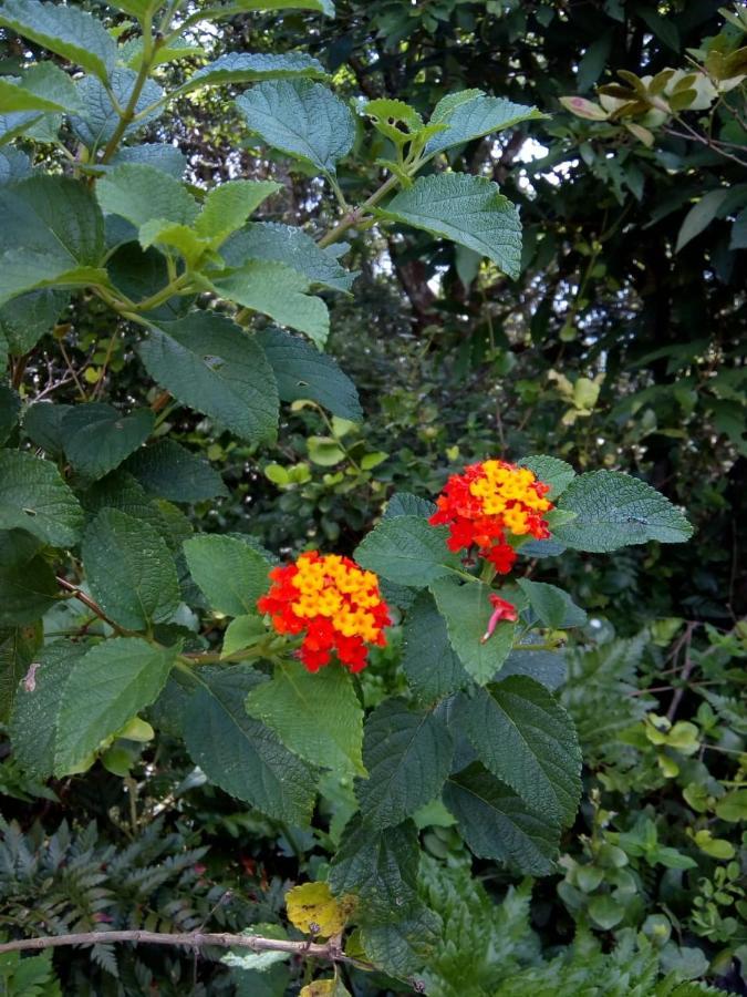 Flor Do Leste Florianopolis Exterior photo